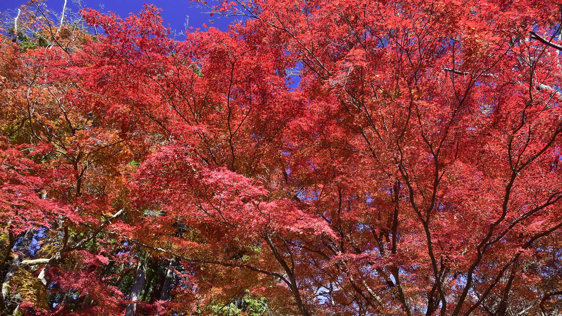 紅葉の名所、琵琶湖の西教寺