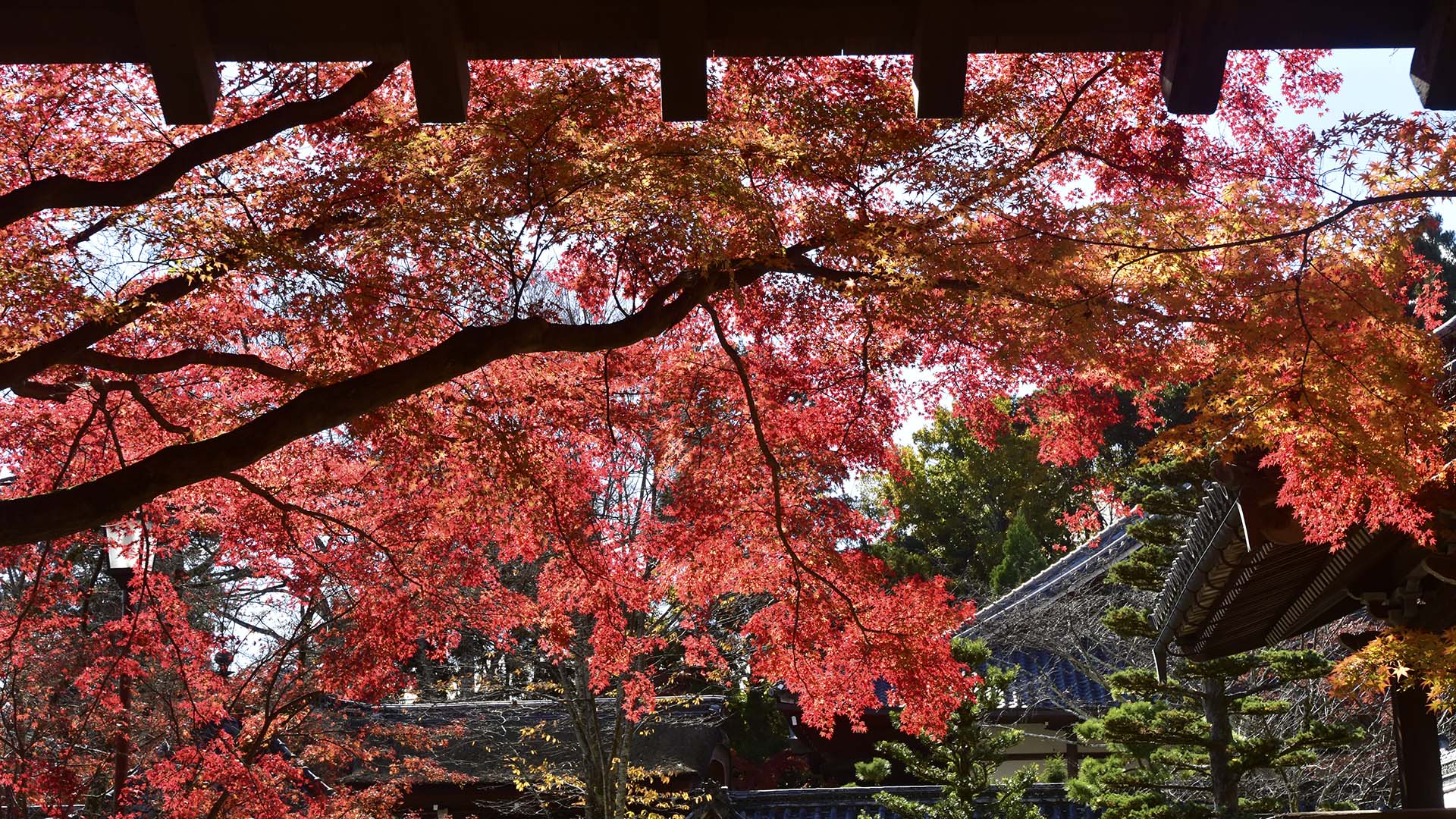 紅葉の名所、琵琶湖の西教寺