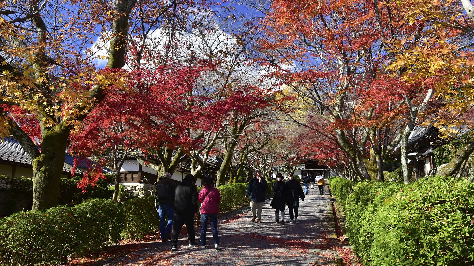 紅葉の名所、琵琶湖の西教寺