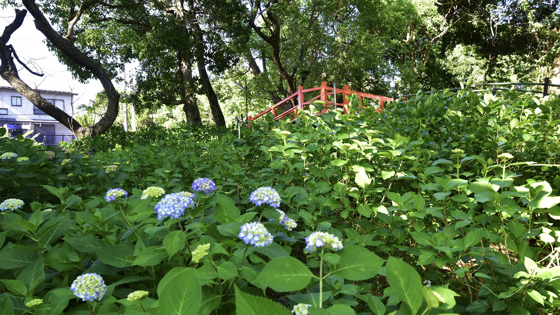 勝負運と馬の神さま・京都深草藤森神社