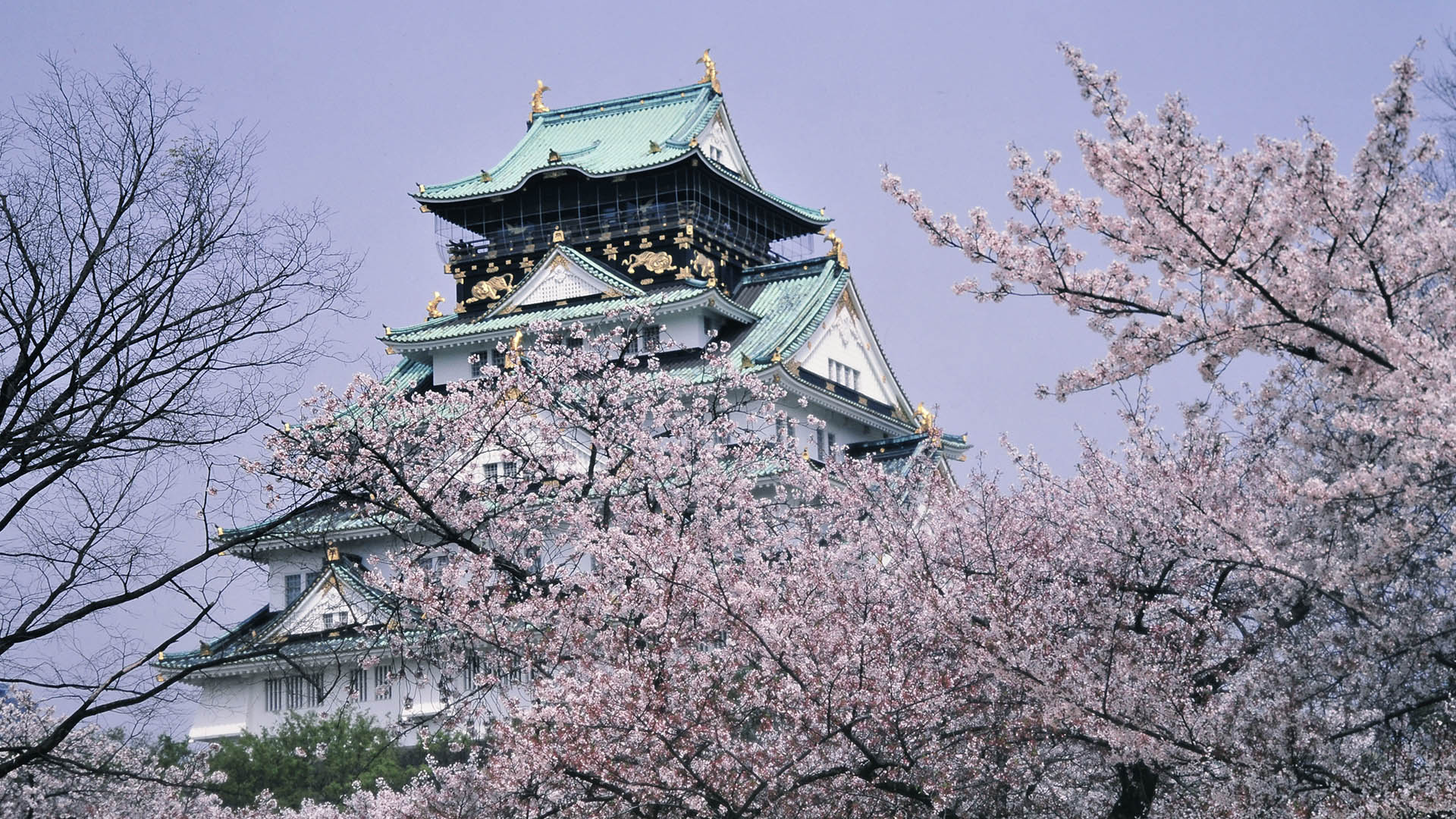 大坂城の桜