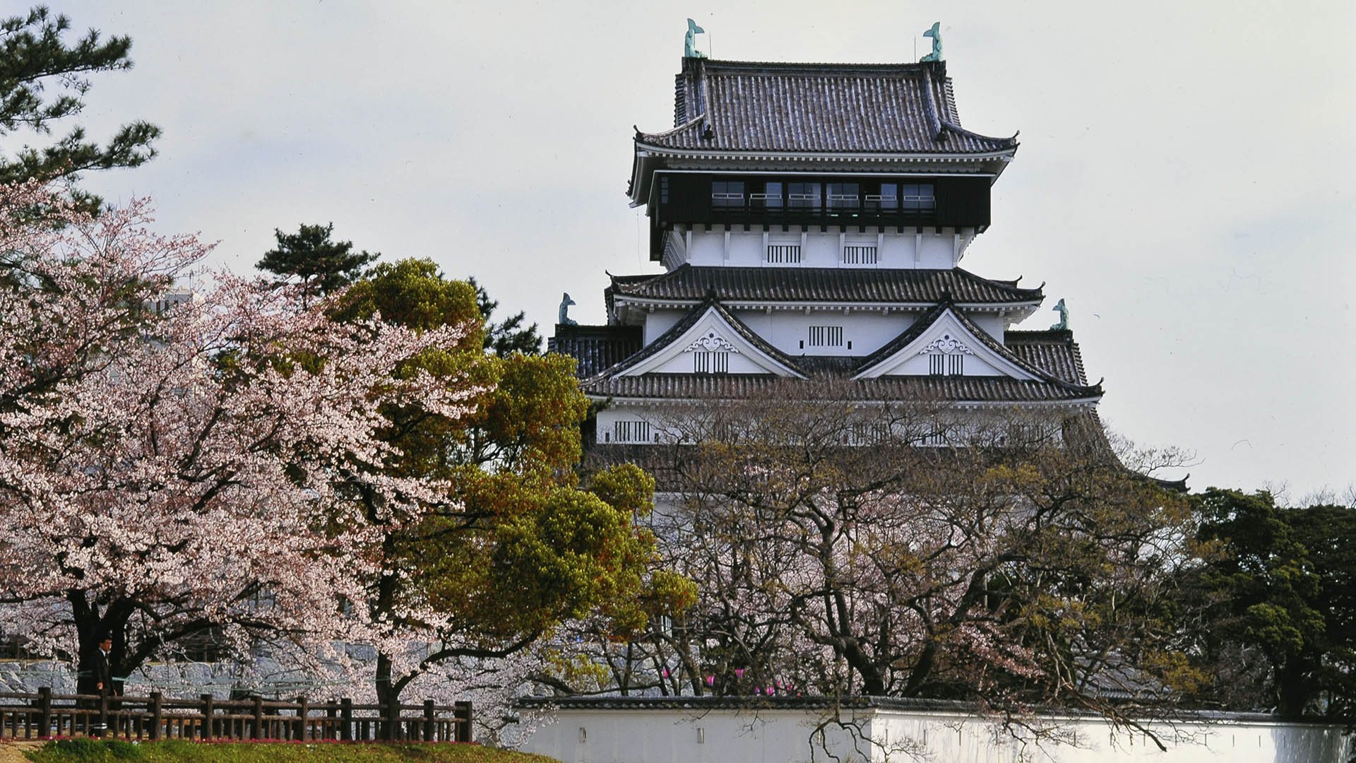 小倉城の桜