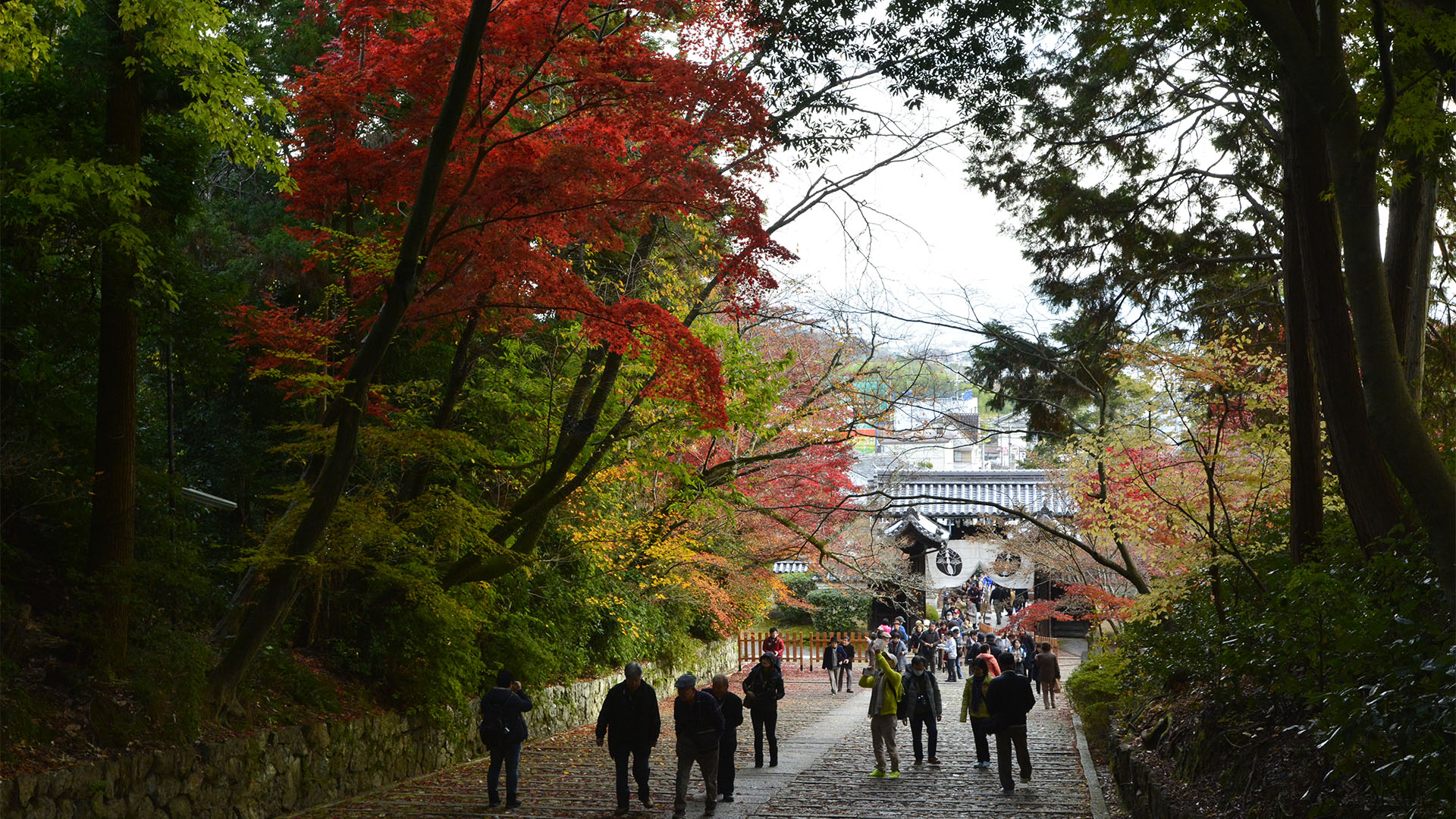 もみじのトンネルが美しい長岡京光明寺