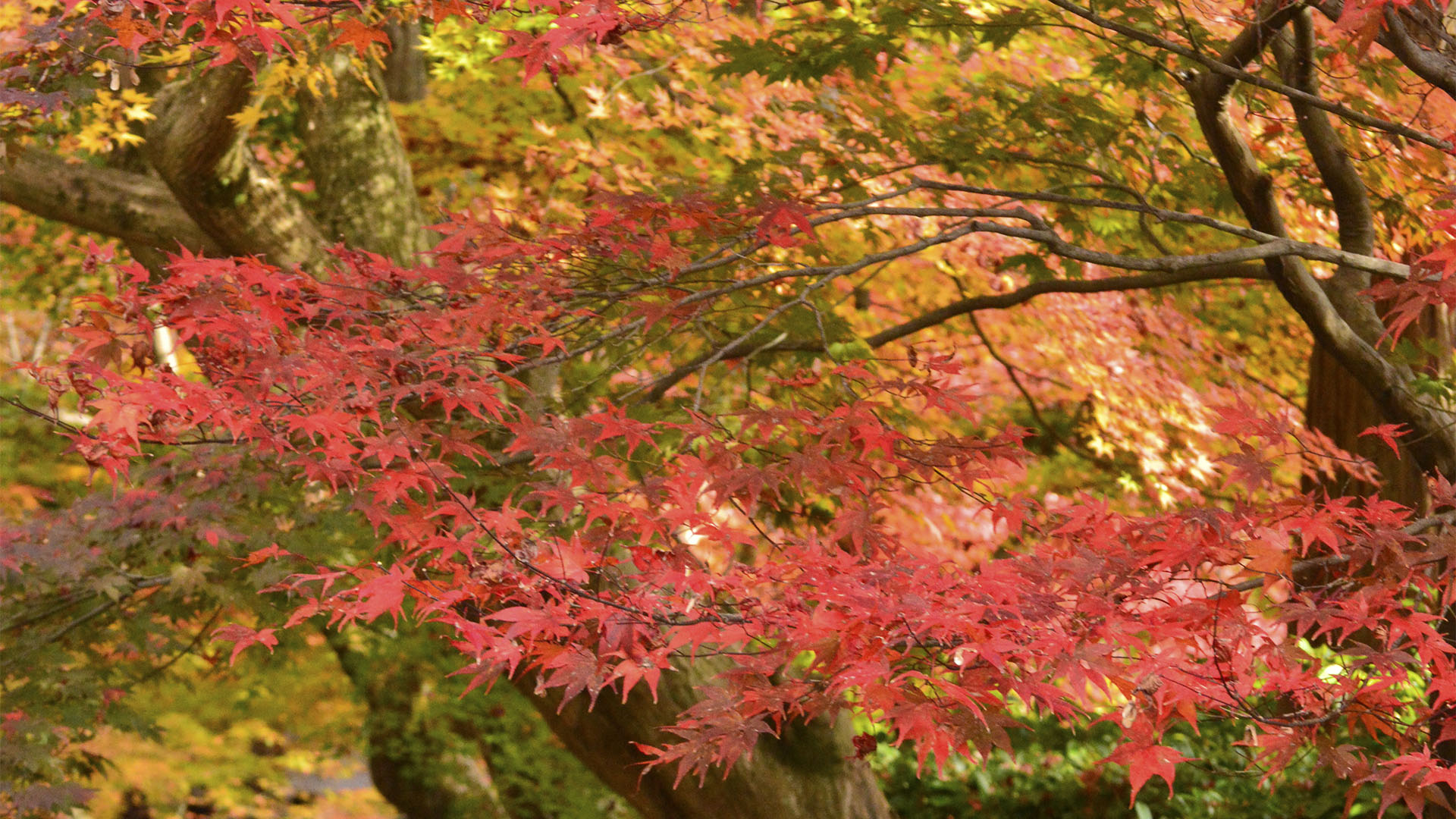 もみじのトンネルが美しい長岡京光明寺