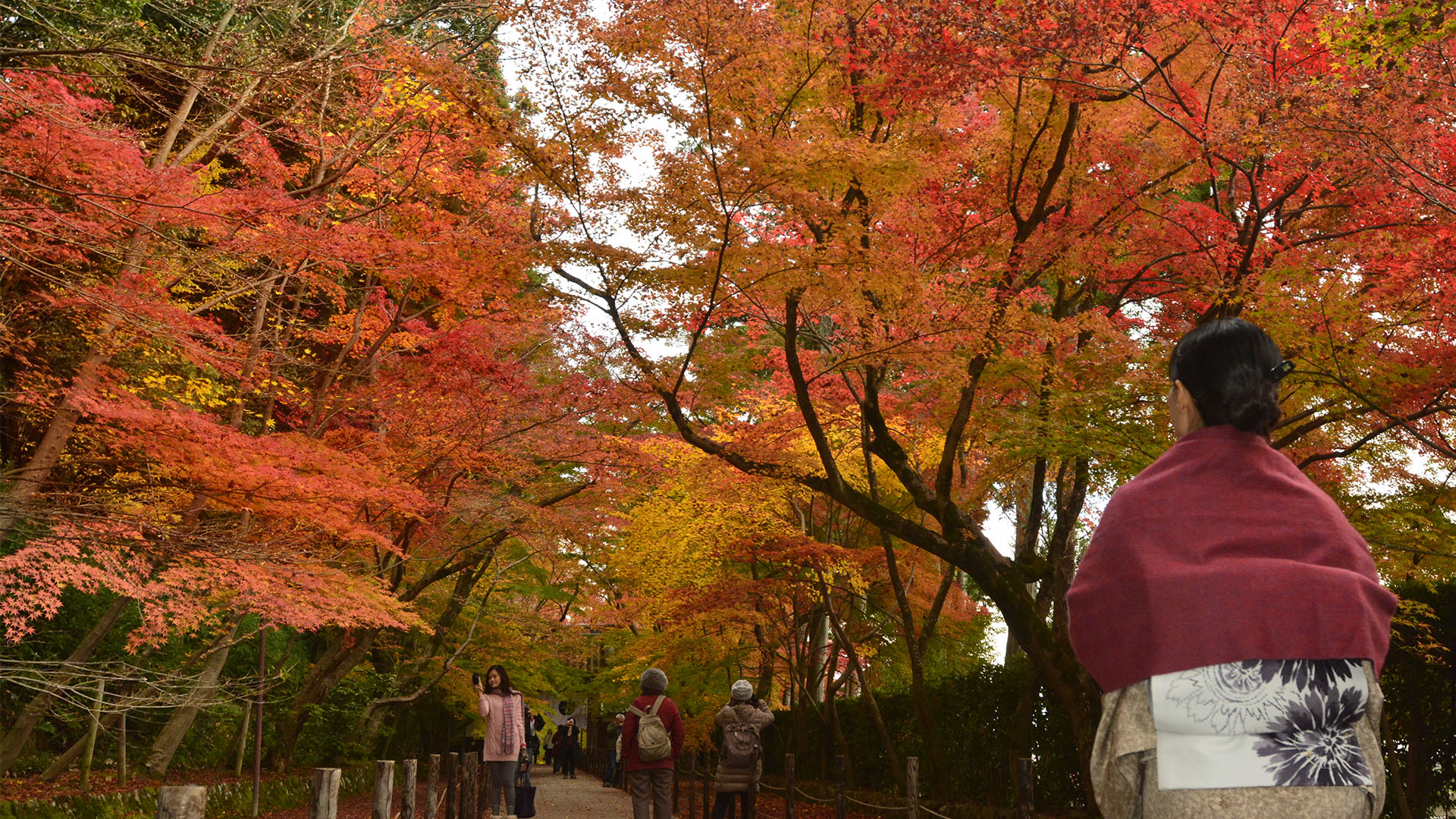 もみじのトンネルが美しい長岡京光明寺