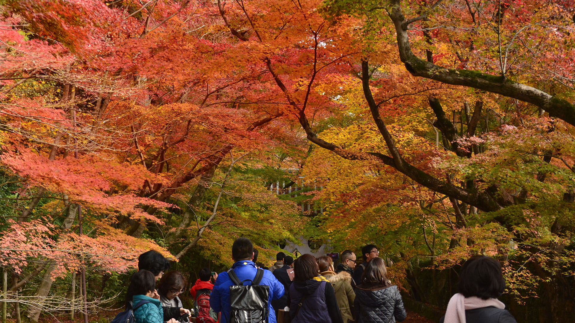 もみじのトンネルが美しい長岡京光明寺