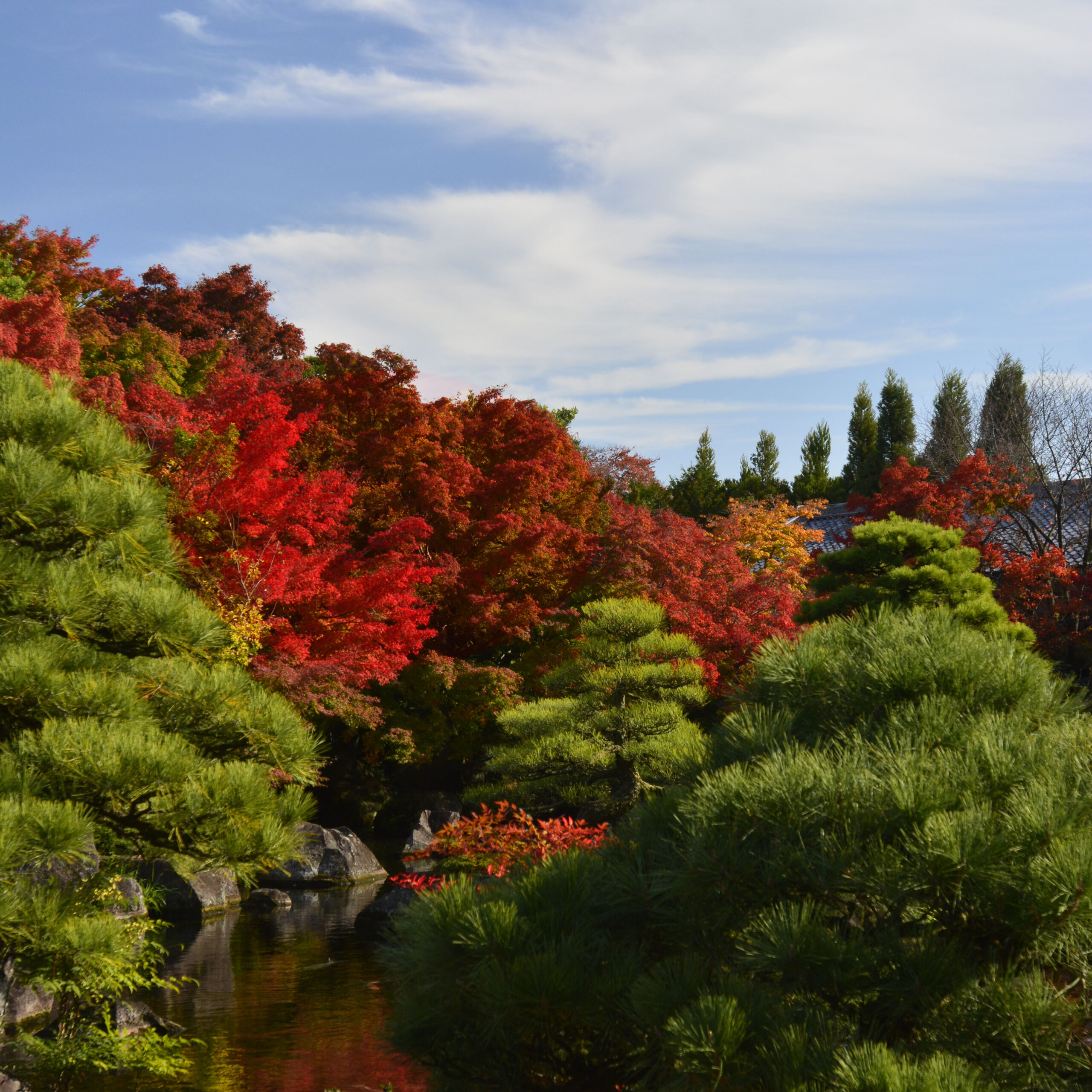 女性的な日本庭園＠姫路好古園