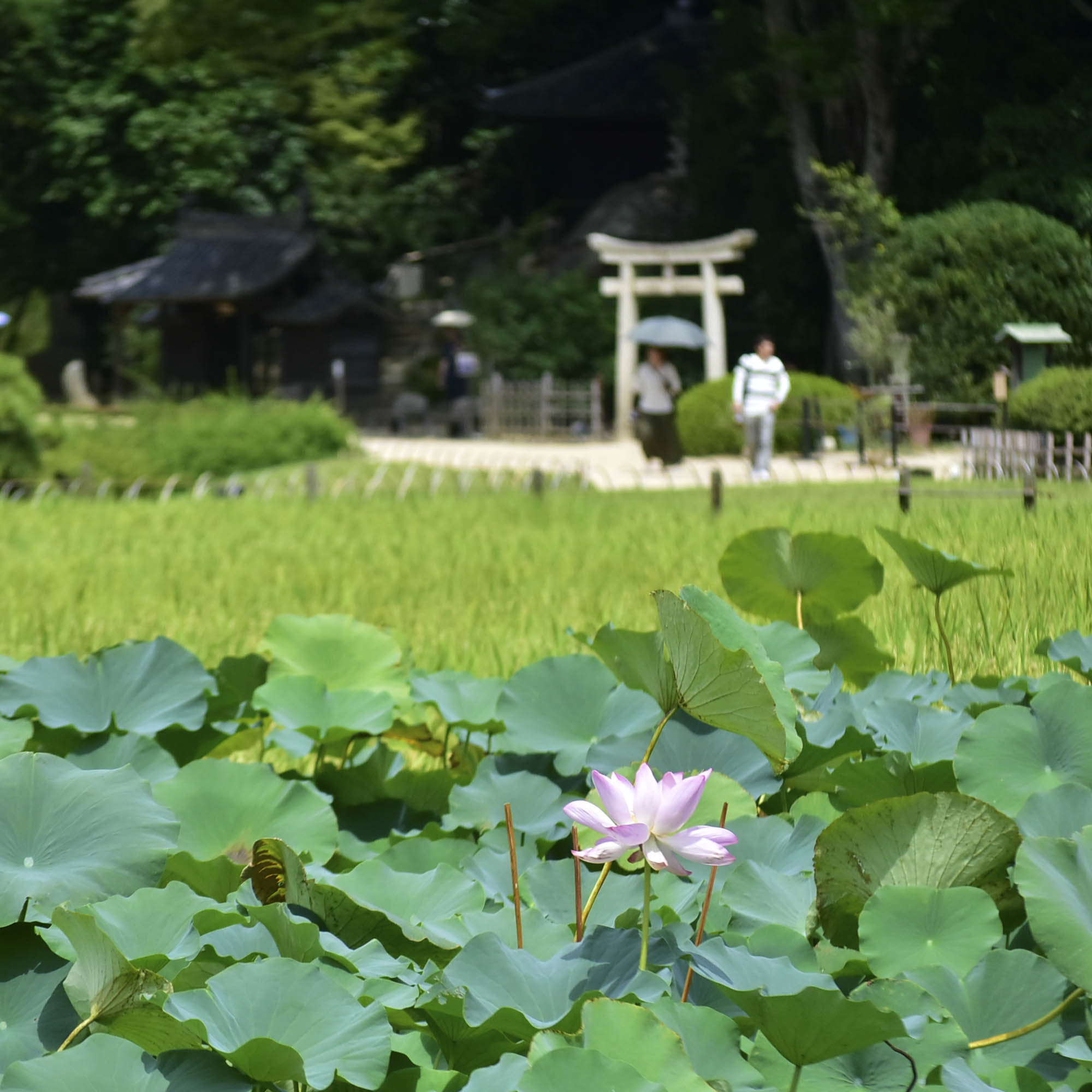 岡山後楽園