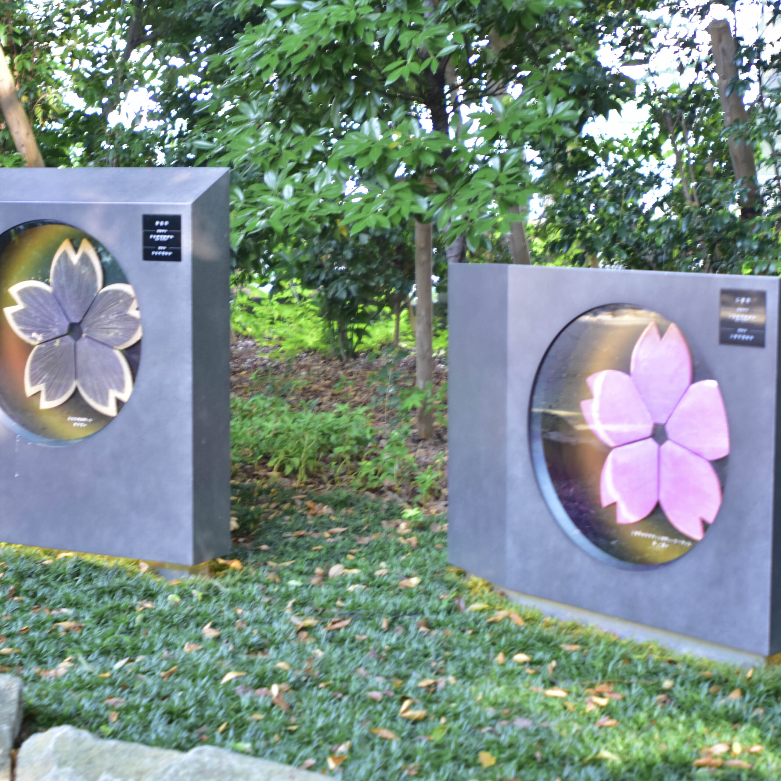 靖国神社桜