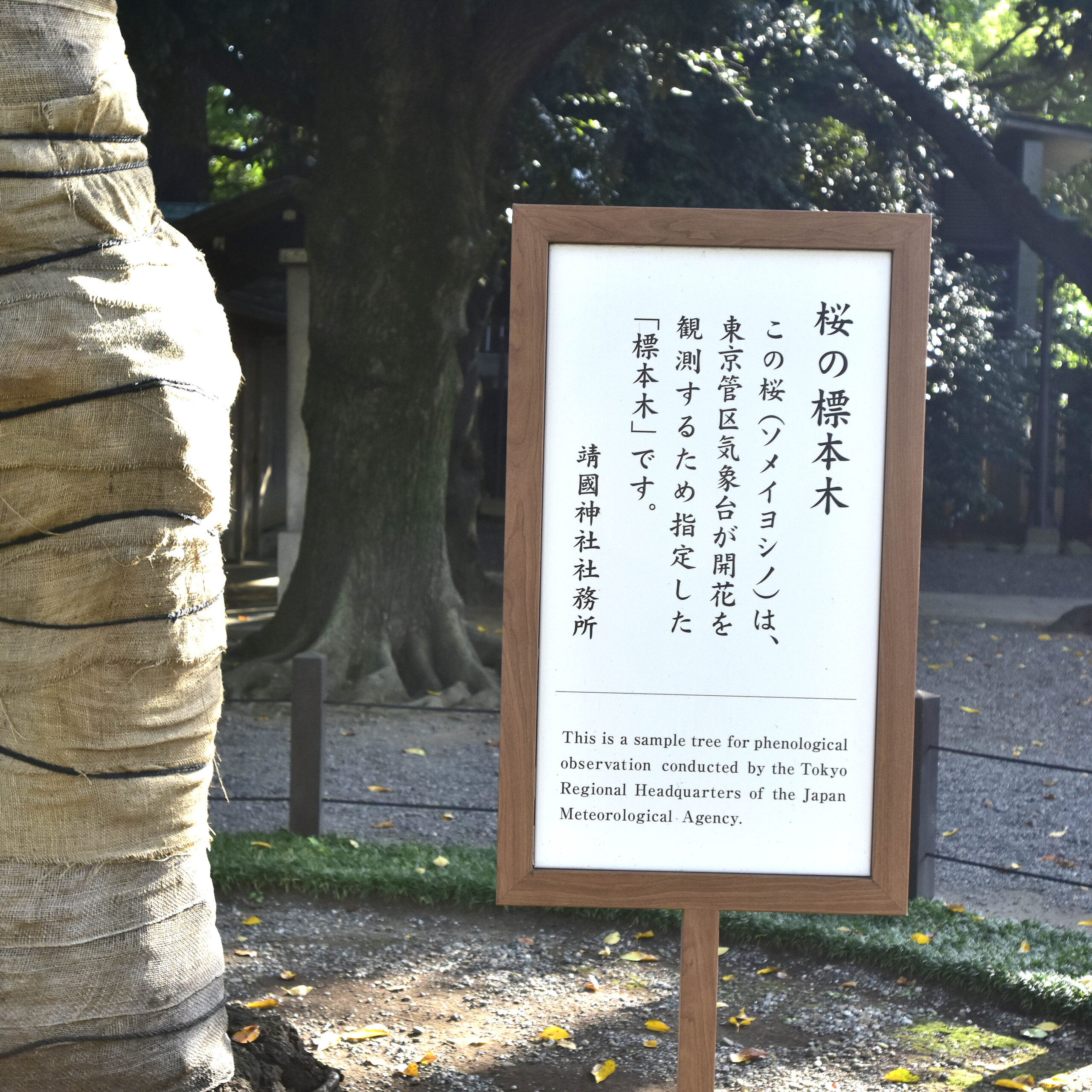 靖国神社桜