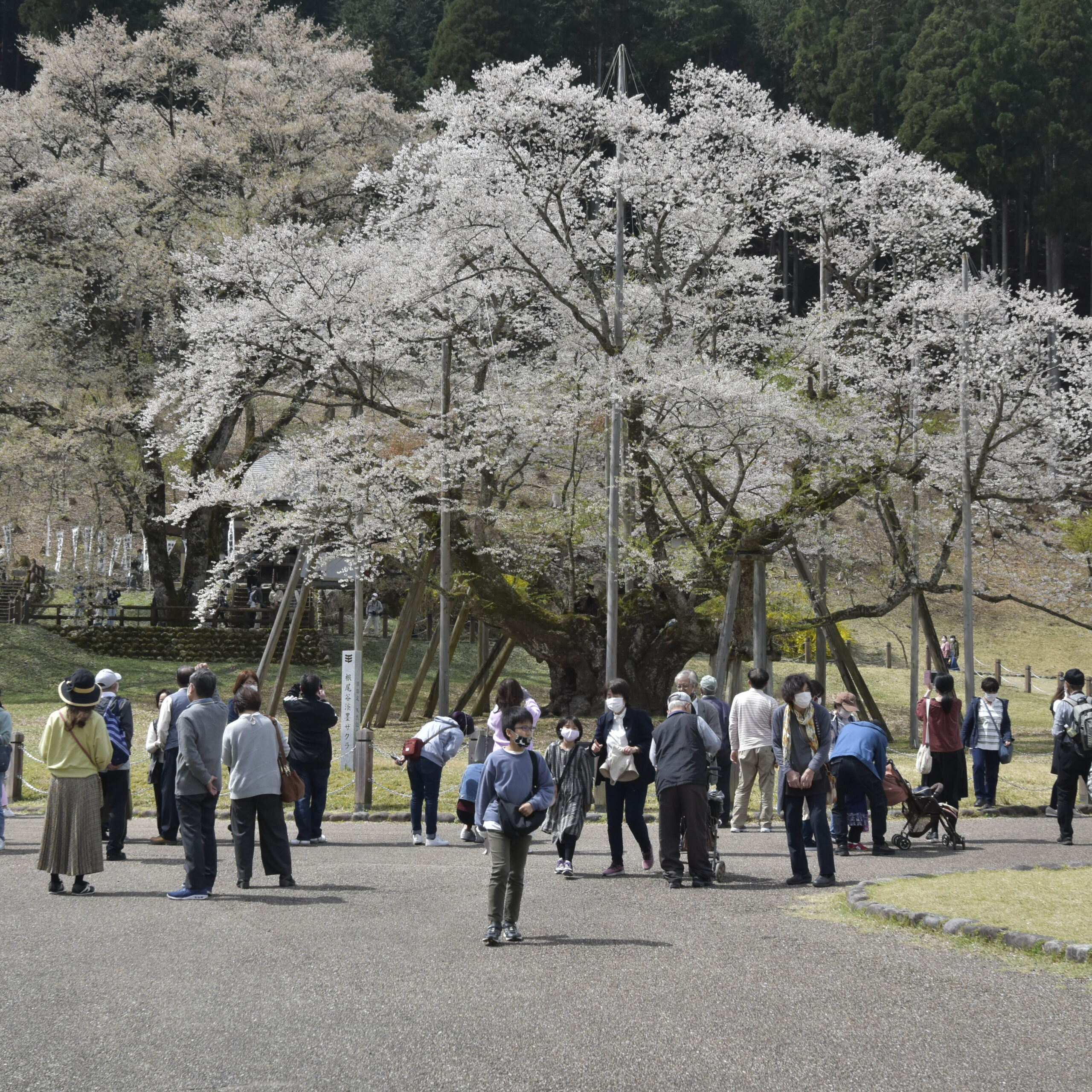 根尾の薄墨桜