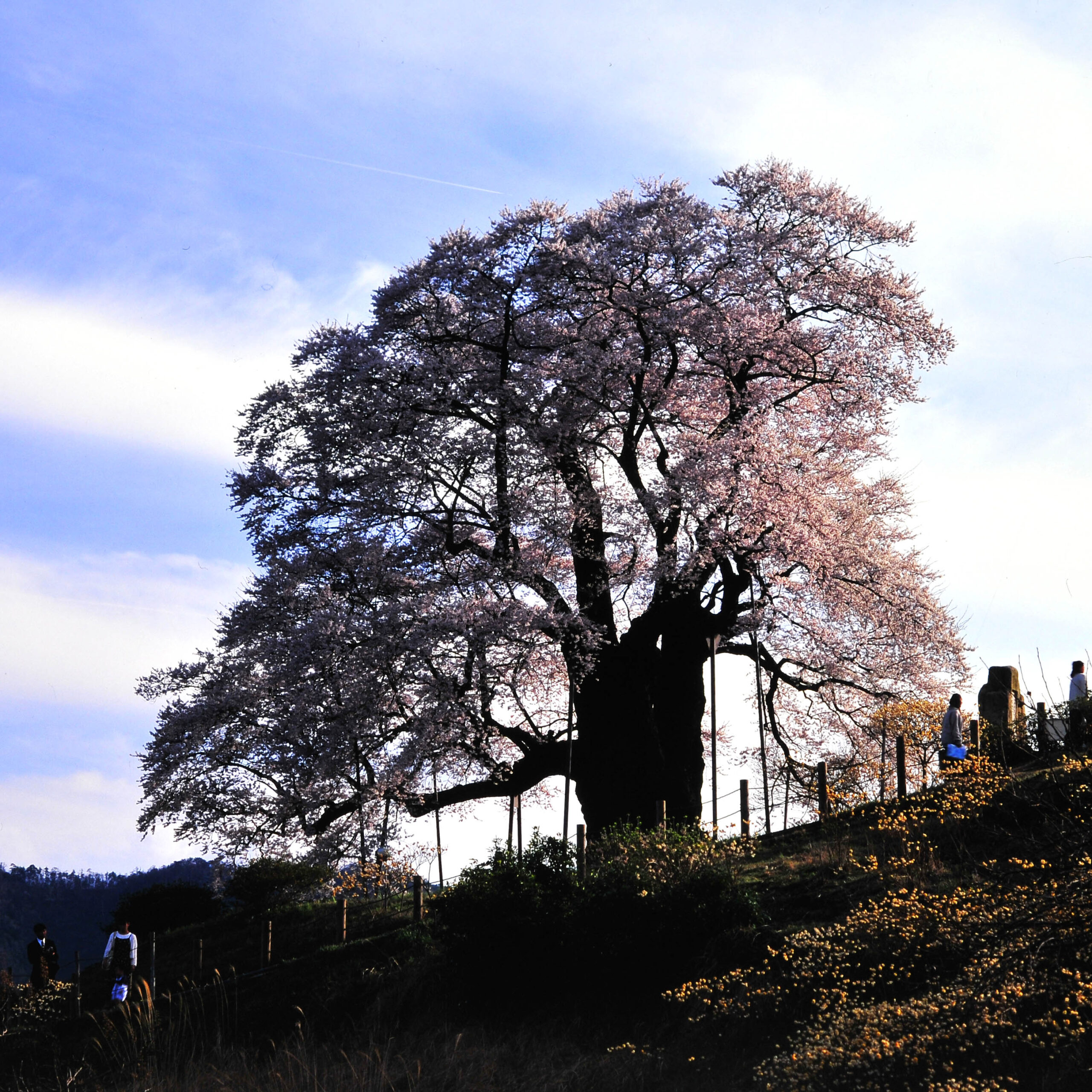 醍醐の桜