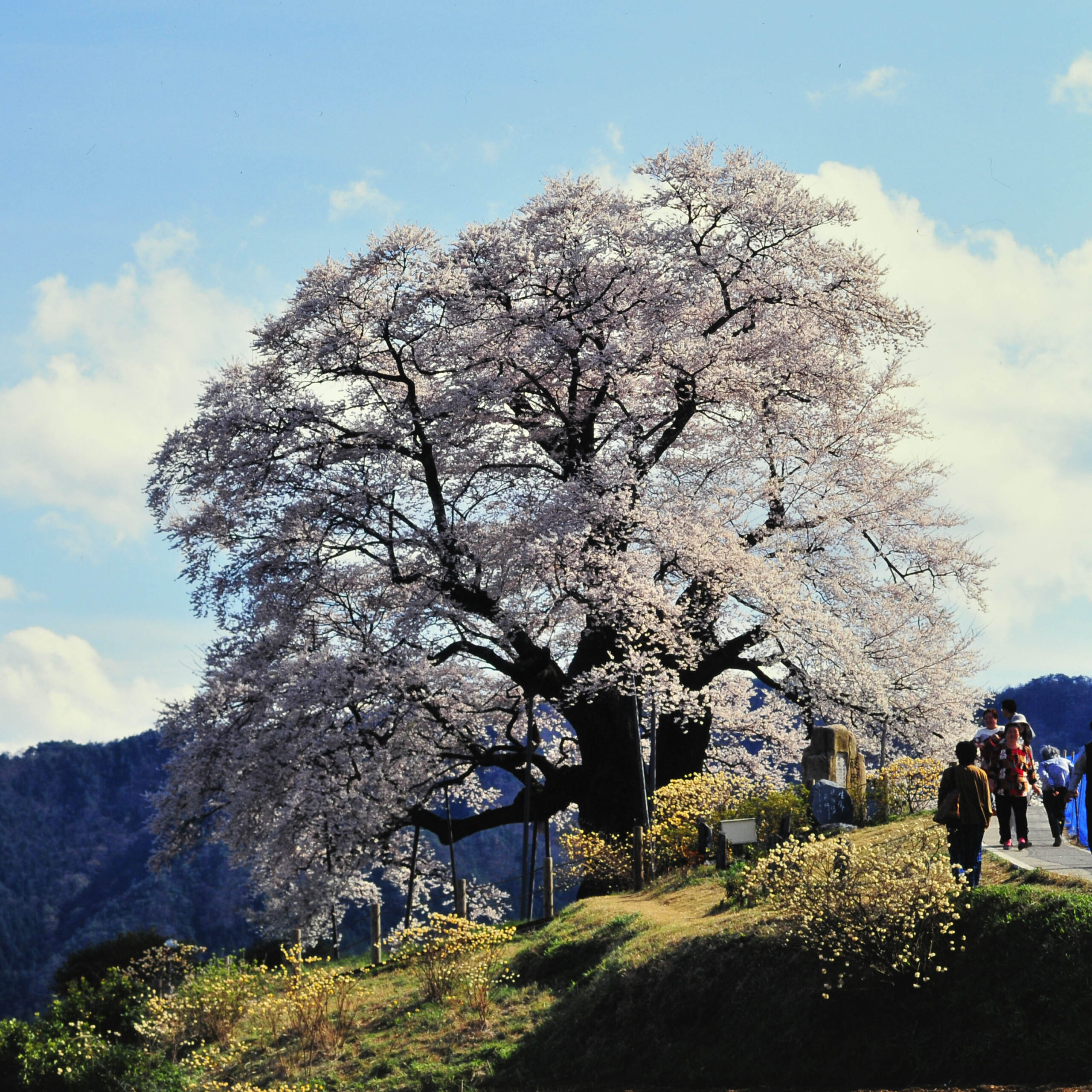 醍醐の桜