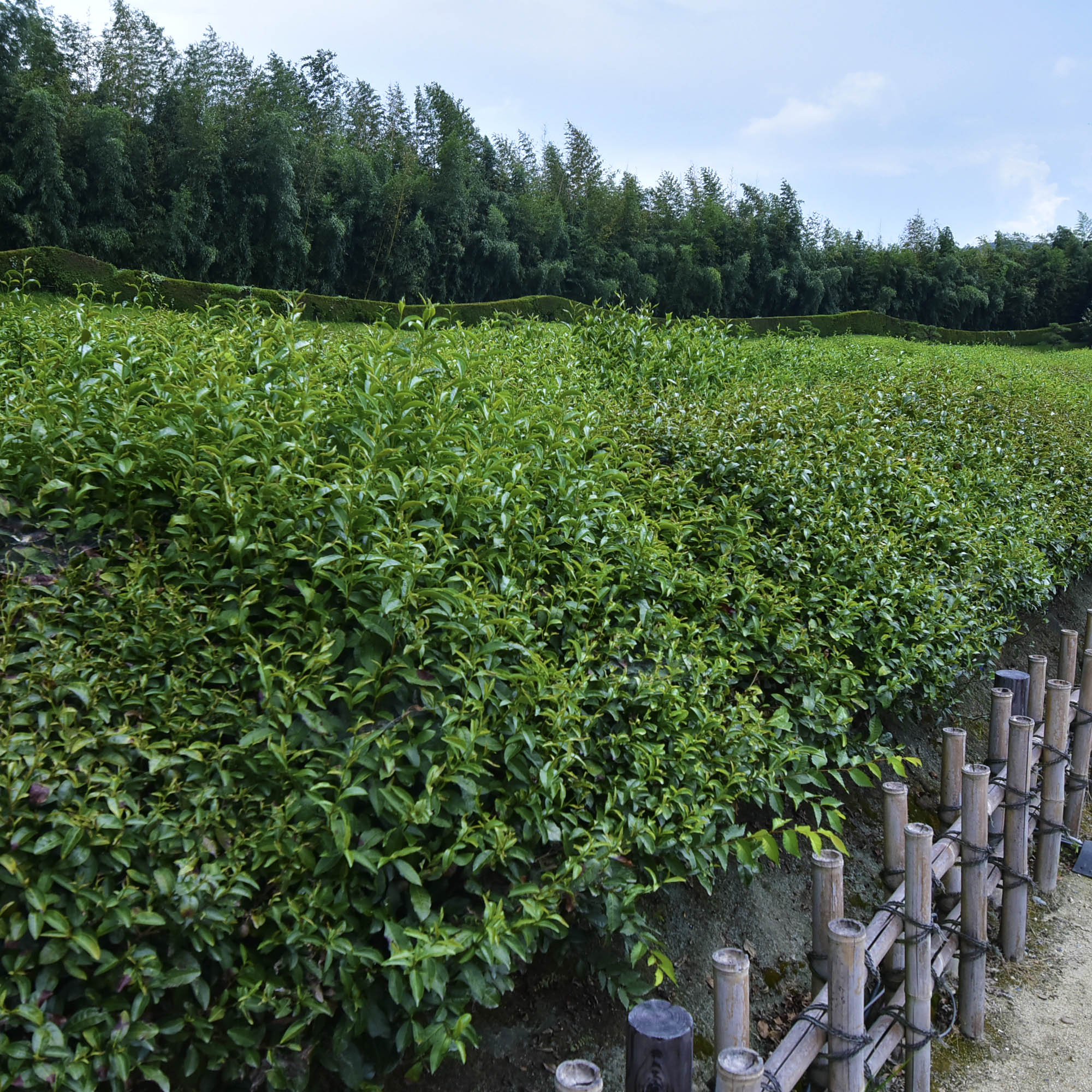 岡山後楽園茶畑