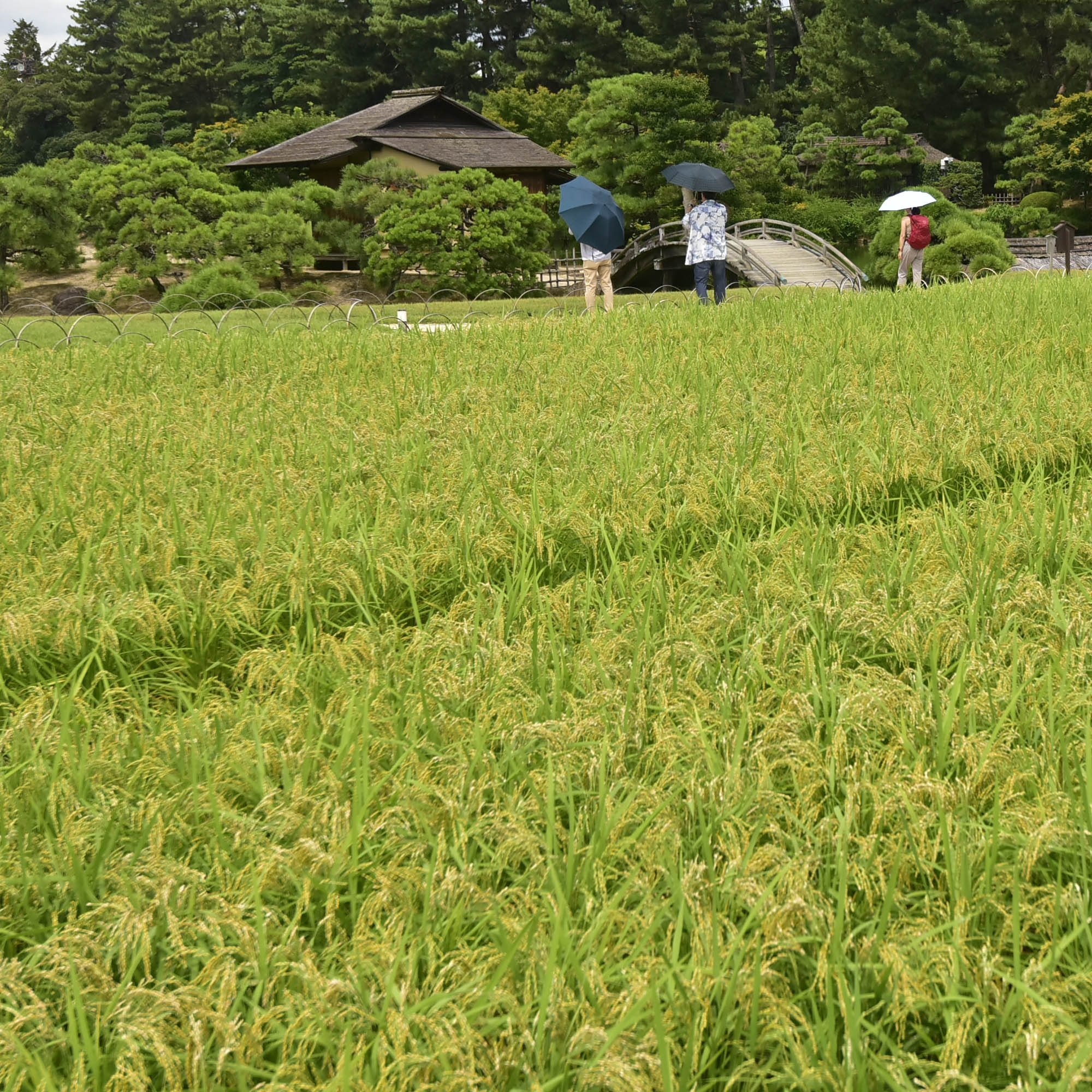 岡山後楽園田んぼ