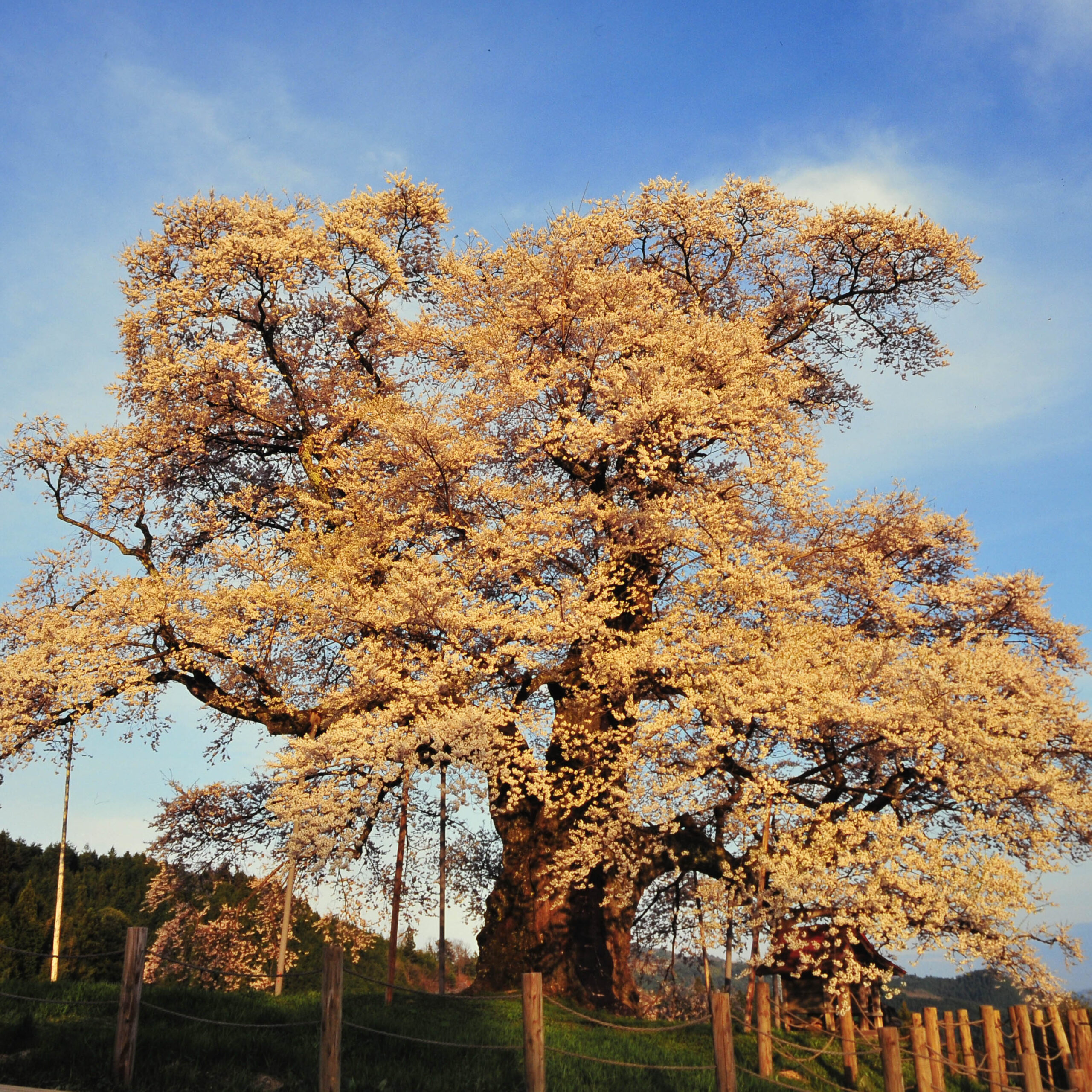 醍醐の桜